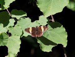 Autochton siermadror