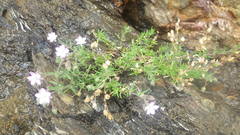 Spergularia rupicola