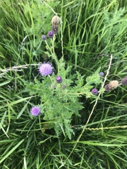 Cirsium arvense