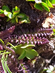 Pedicularis kerneri