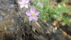 Spergularia rupicola