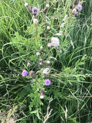 Cirsium arvense