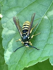 Paranthrene simulans