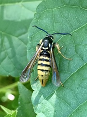 Paranthrene simulans