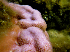 Porites lobata