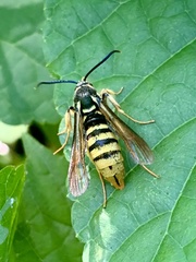 Paranthrene simulans