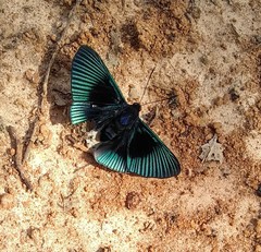 Lyropteryx apollonia