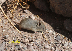 Abrothrix andina