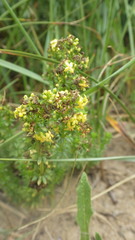 Galium arenarium