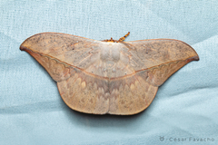 Oxytenis modestia