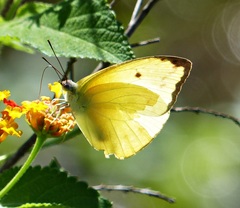Aphrissa statira statira