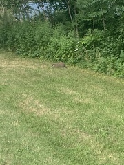 Marmota monax
