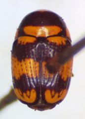 Cryptocephalus trizonatus
