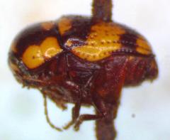 Cryptocephalus trizonatus