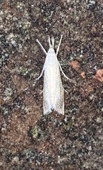 Haimbachia squamulellus