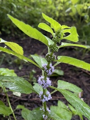 Mentha arvensis