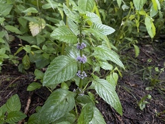 Mentha arvensis
