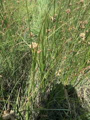 Bolboschoenus maritimus paludosus