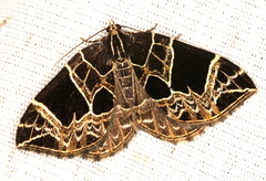 Gandaritis atricolorata