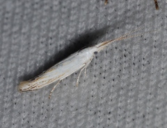 Coleophora tiliaefoliella