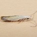Coleophora tiliaefoliella - Photo (c) Bob Patterson at Moth Photographers Group,  זכויות יוצרים חלקיות (CC BY-NC-SA)