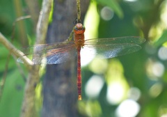 Coryphaeschna perrensi