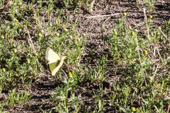 Colias occidentalis