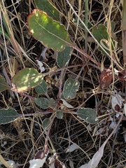Eriogonum nudum auriculatum