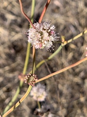 Eriogonum nudum auriculatum