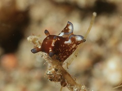 Aplysia nigrocincta