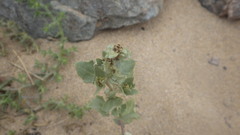 Atriplex laciniata