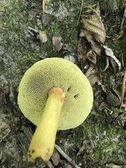 Aureoboletus roxanae