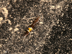 Cosmopterix lespedezae
