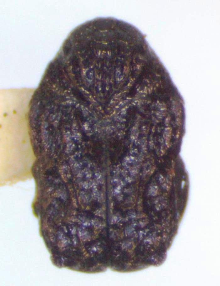Aulacochlamys