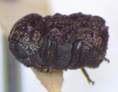 Aulacochlamys
