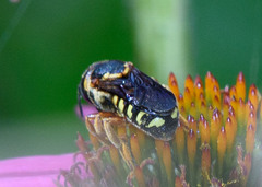 Dianthidium curvatum