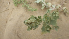 Atriplex laciniata