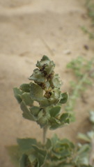 Atriplex laciniata