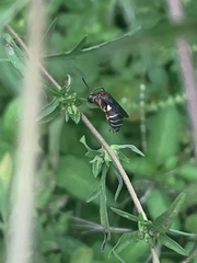 Triepeolus rufithorax