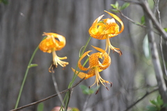 Lilium iridollae