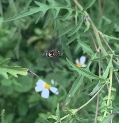 Triepeolus rufithorax