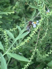 Triepeolus rufithorax