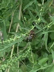 Triepeolus rufithorax