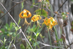 Lilium iridollae