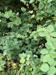 Dorycnium