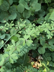 Dorycnium