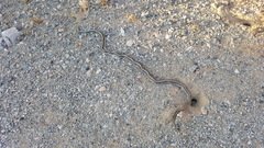 Salvadora hexalepis hexalepis