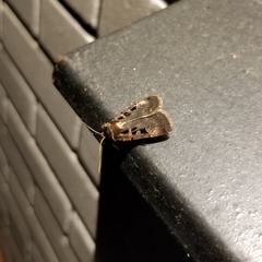 Pseudohermonassa tenuicula