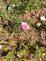 Oxalis adspersa
