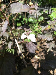 Podosphaera physocarpi